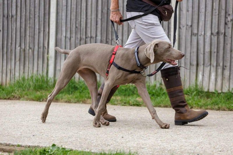 Halti Front Control Harness - Stop Your Dog Pulling on the Leash. Adjustable, Lightweight and Easy to Use. Anti-Pull Dog Training Harness for Large Dogs (Size L) - Image 2